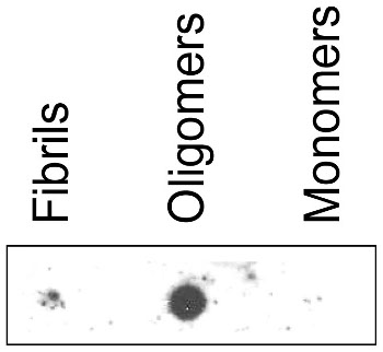 dot blot using anti-mAB-O antibodies